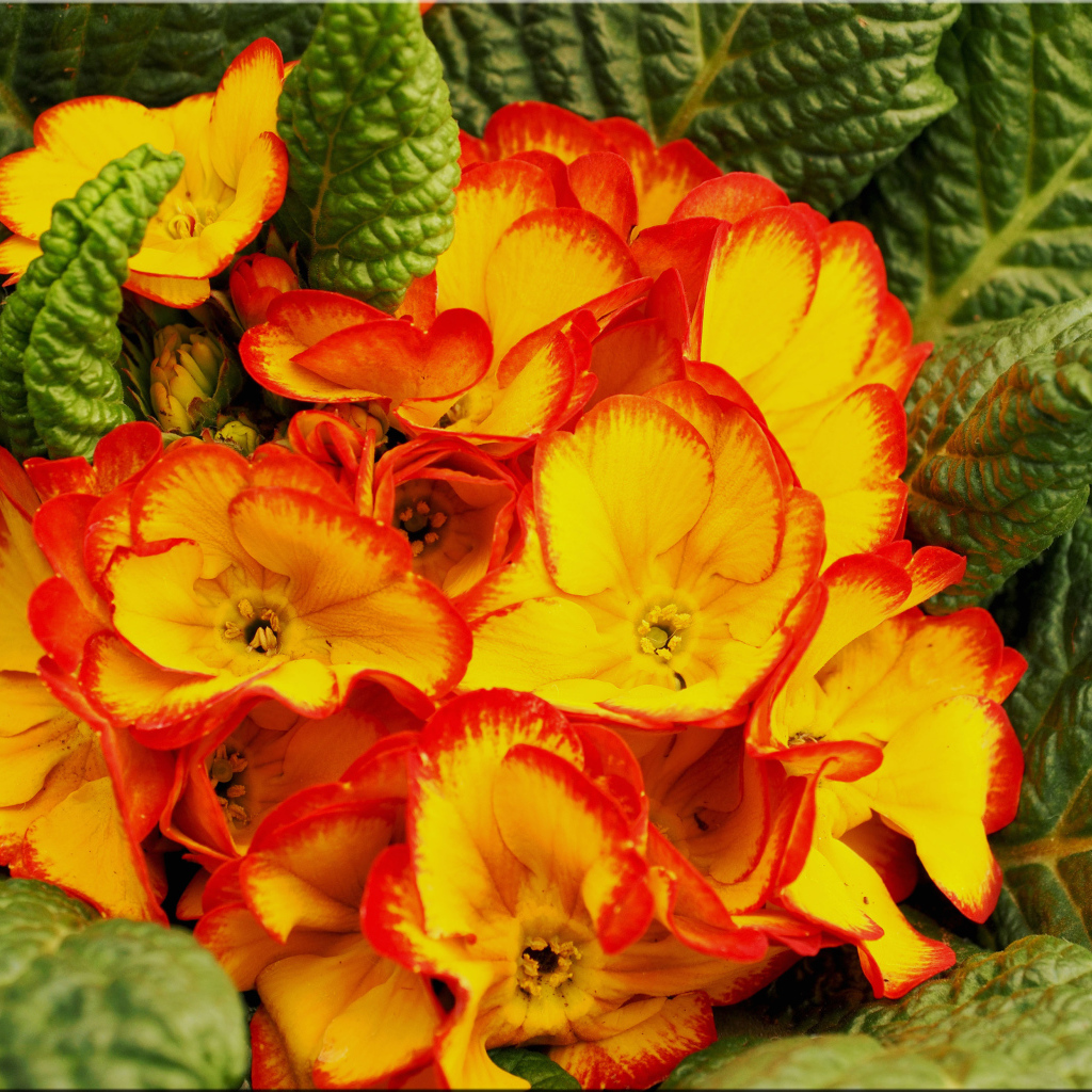 Оранжевый комнатный цветок примула с зелеными листьями