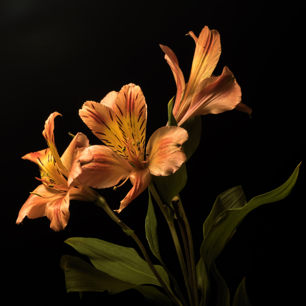 Оранжевые цветы альстромерия на черном фоне