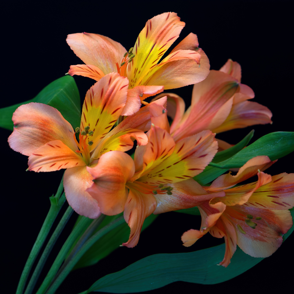 Оранжевые цветы альстромерии на черном фоне 