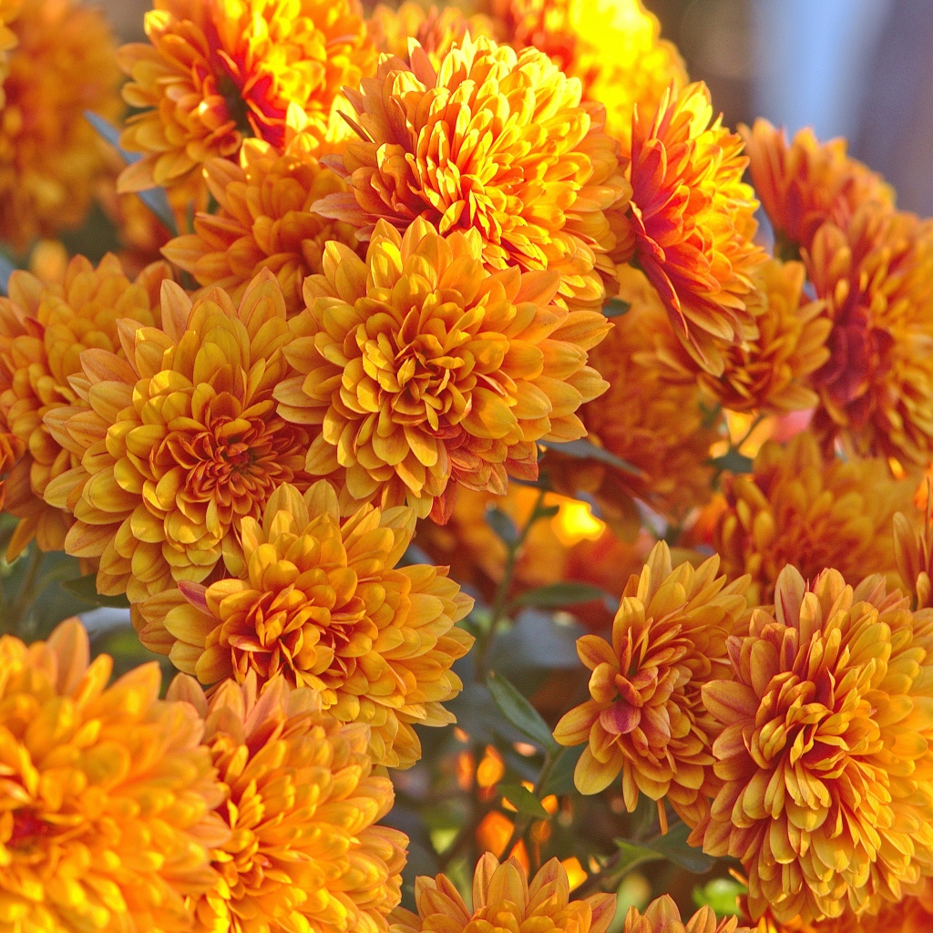 Оранжевые осенние цветы хризантемы крупным планом 