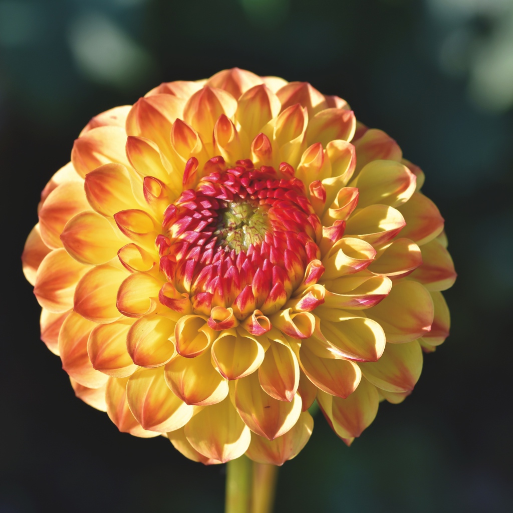 Оранжевый красивый цветок георгины крупным планом