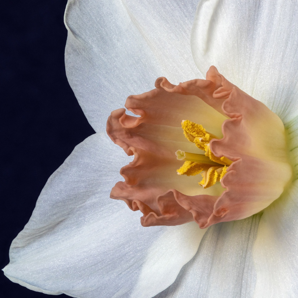 Оранжевая серединка белого нарцисса 