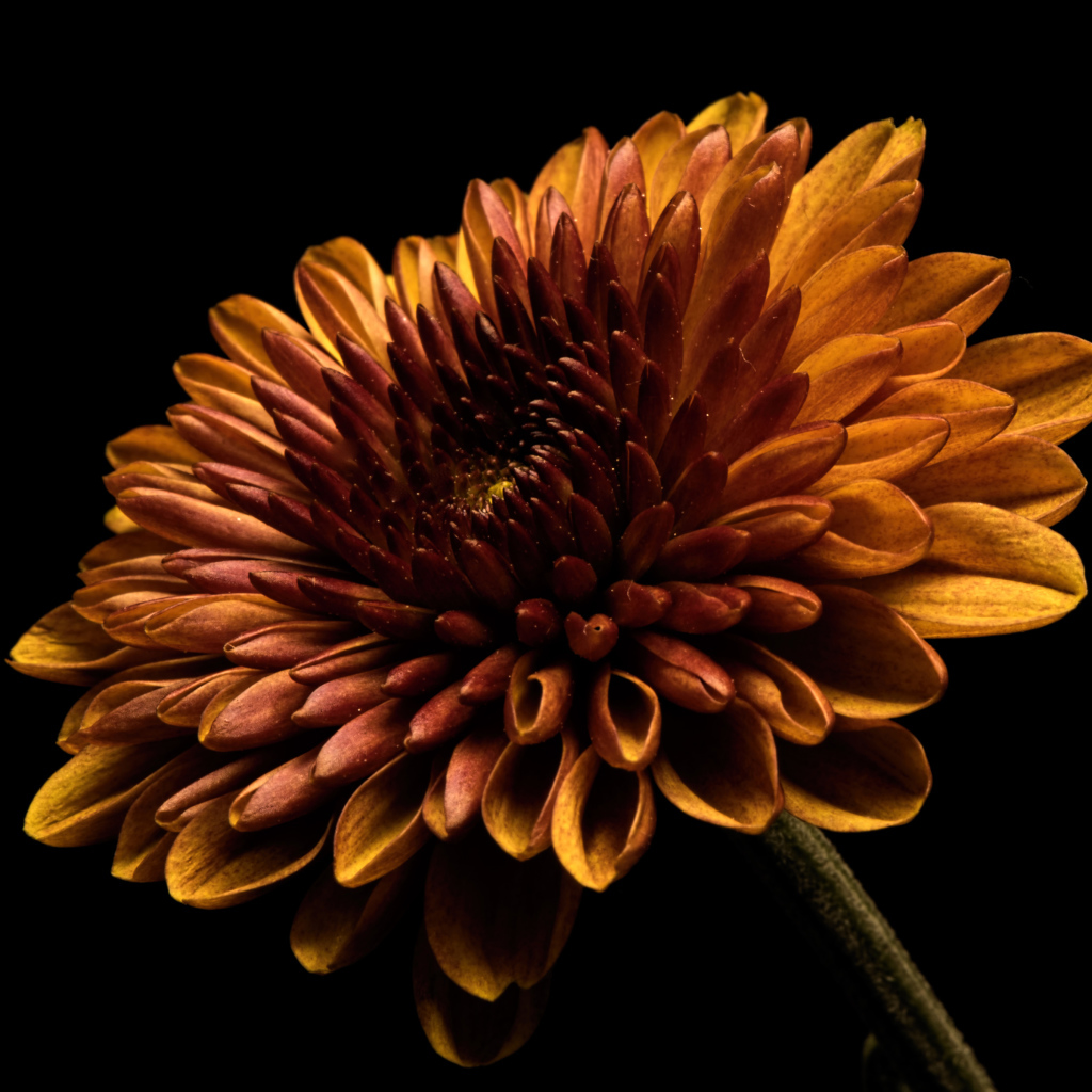 Оранжевый цветок хризантемы на черном фоне крупным планом