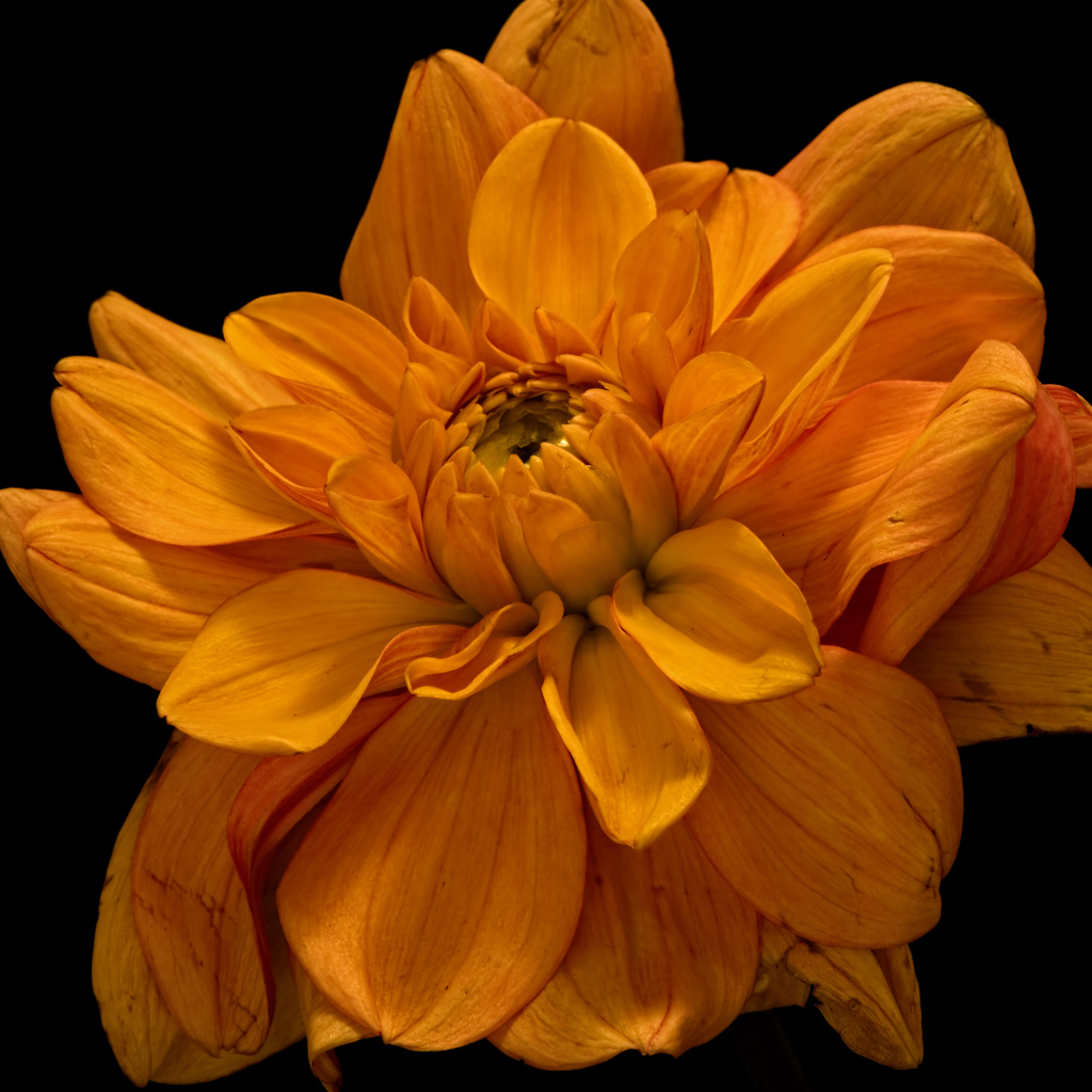 Цветок оранжевой хризантемы на черном фоне крупным планом