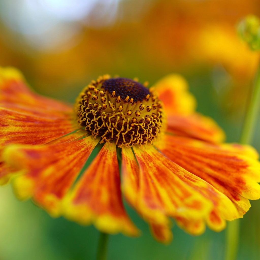 Orange flower Gelenium close up