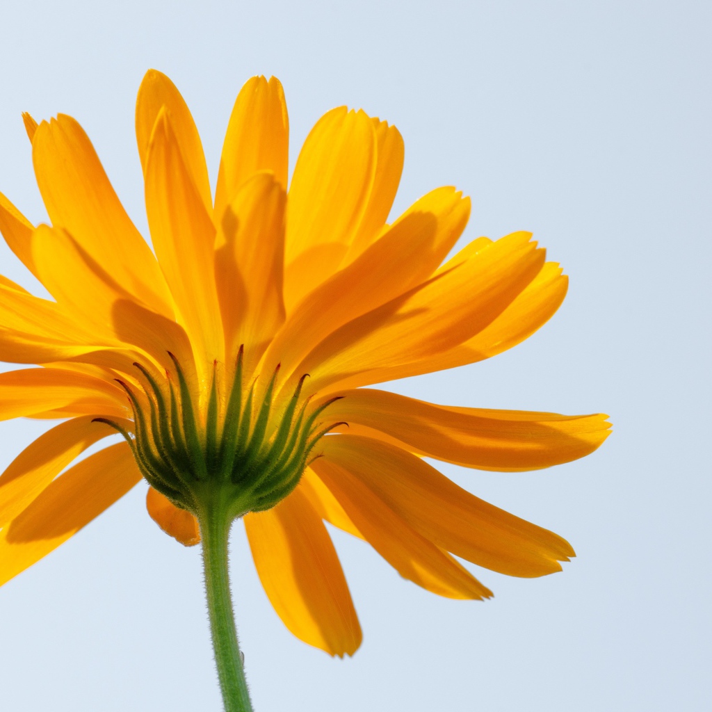 Оранжевый цветок ноготки на сером фоне 