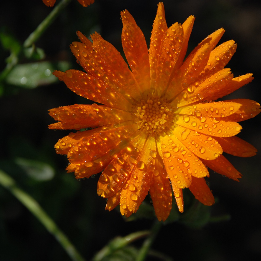 Оранжевый цветок календула в каплях росы