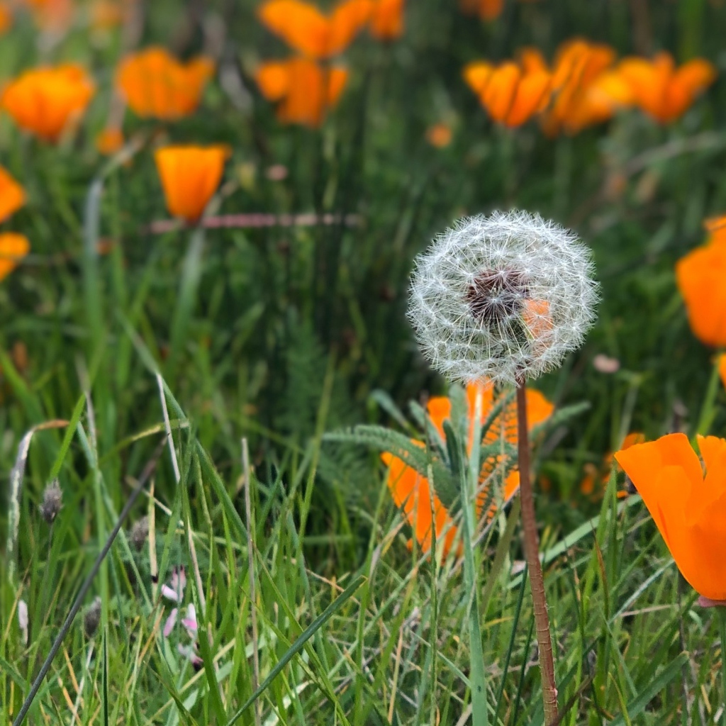 Оранжевые цветы эшшольции с белым одуванчиком