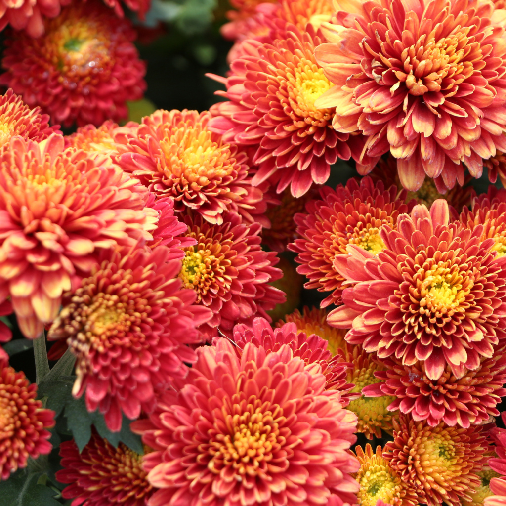 Оранжевые пушистые хризантемы крупным планом