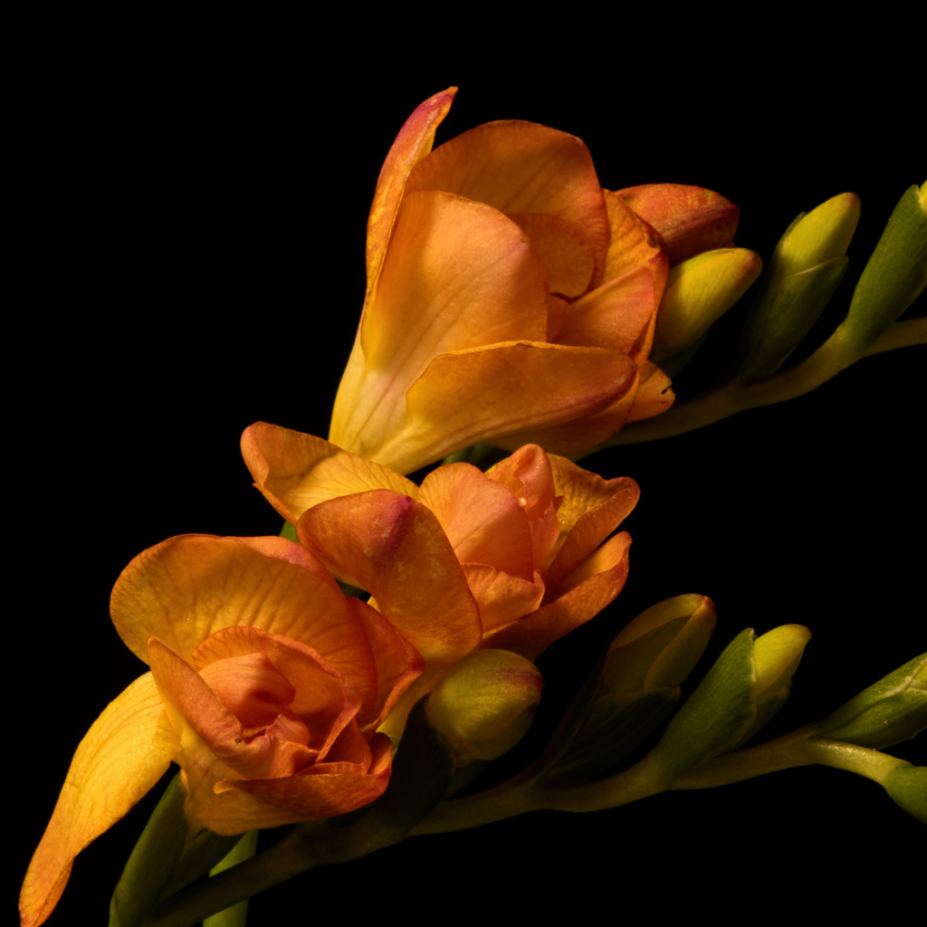 Оранжевые цветы Фрезия с бутонами на черном фоне
