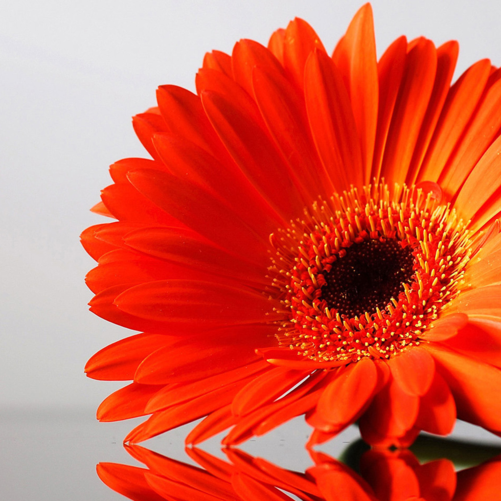 Оранжевый цветок герберы отражается в поверхности стола