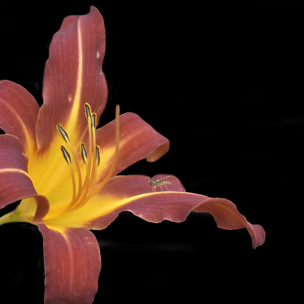 Оранжевый цветок лилии на черном фоне