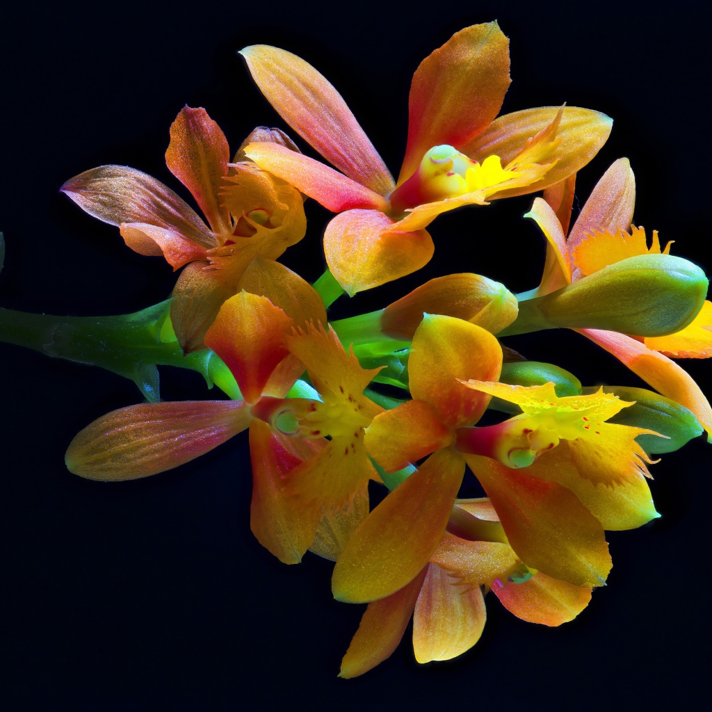 Оранжевые цветы орхидеи на черном фоне крупным планом