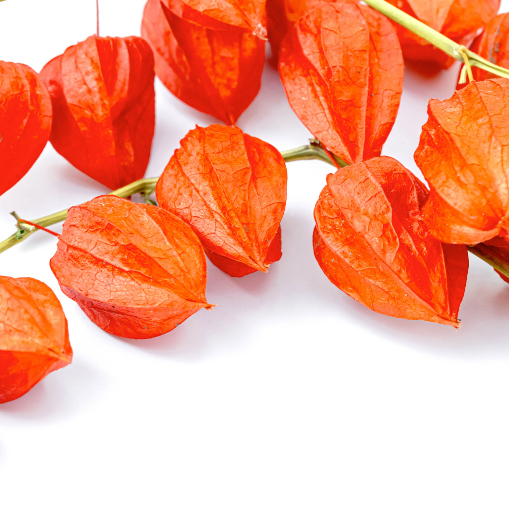 Оранжевые цветы физалиса на белом фоне 