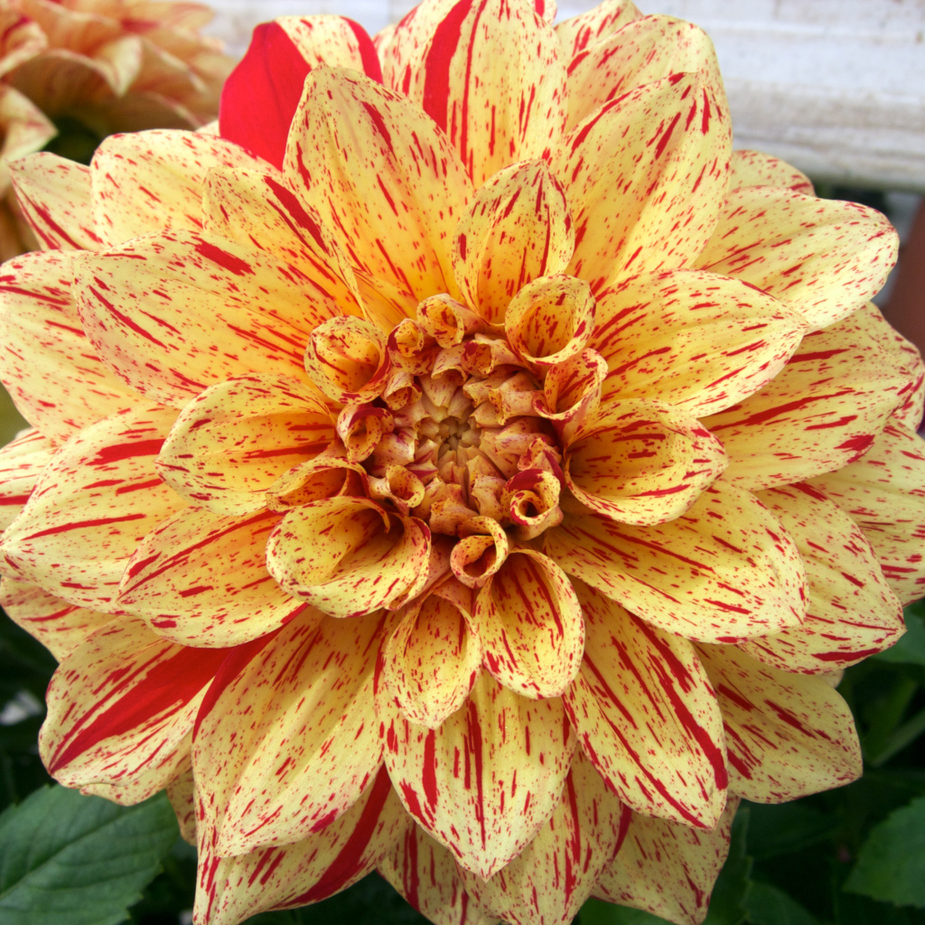 Оранжевая пятнистая георгина на клумбе 