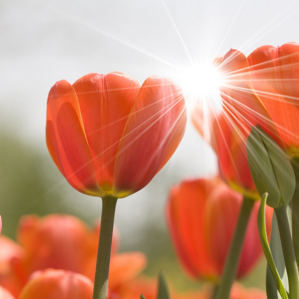 Оранжевые цветы тюльпана в лучах солнца 