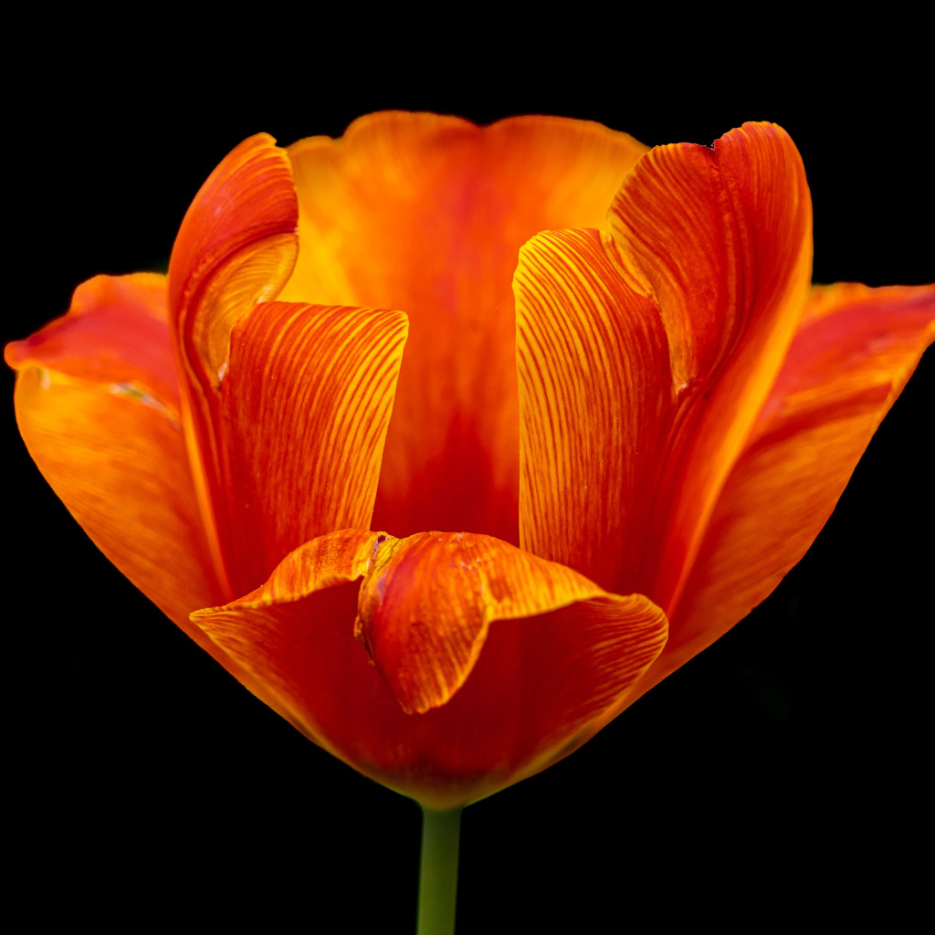 Оранжевый тюльпан на черном фоне крупным планом