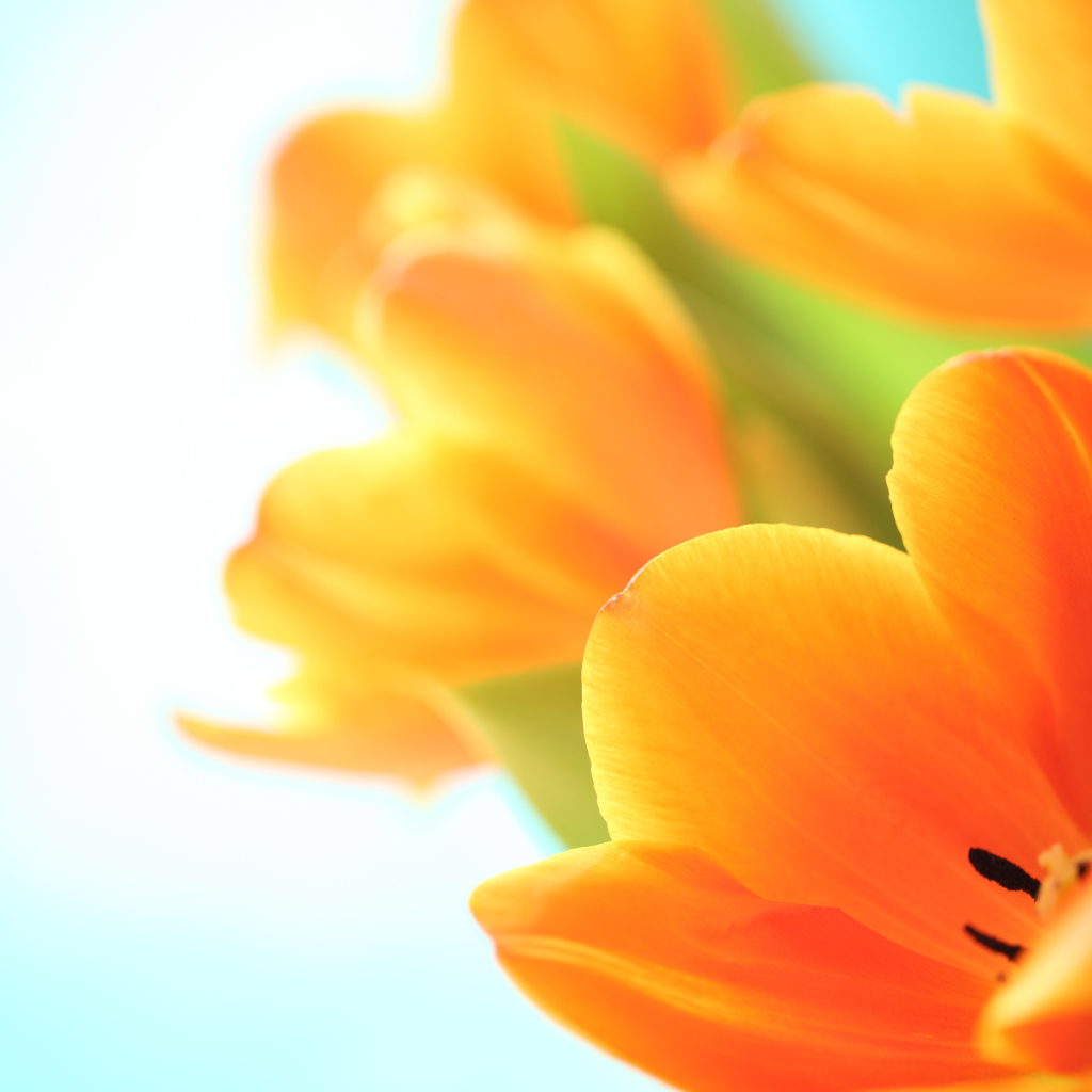 Оранжевый тюльпан на белом фоне крупным планом