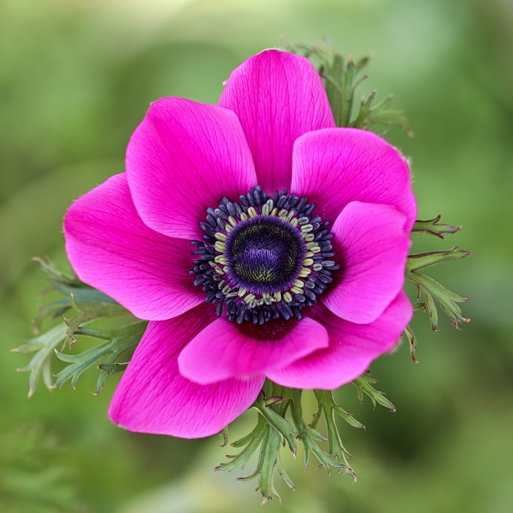 Розовый цветок анемоны крупным планом