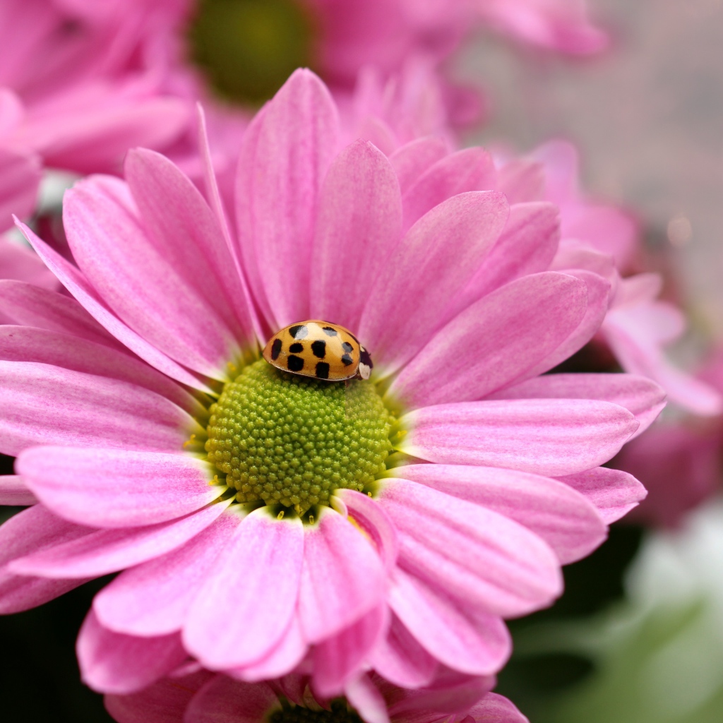 Розовый цветок хризантемы с божьей коровкой