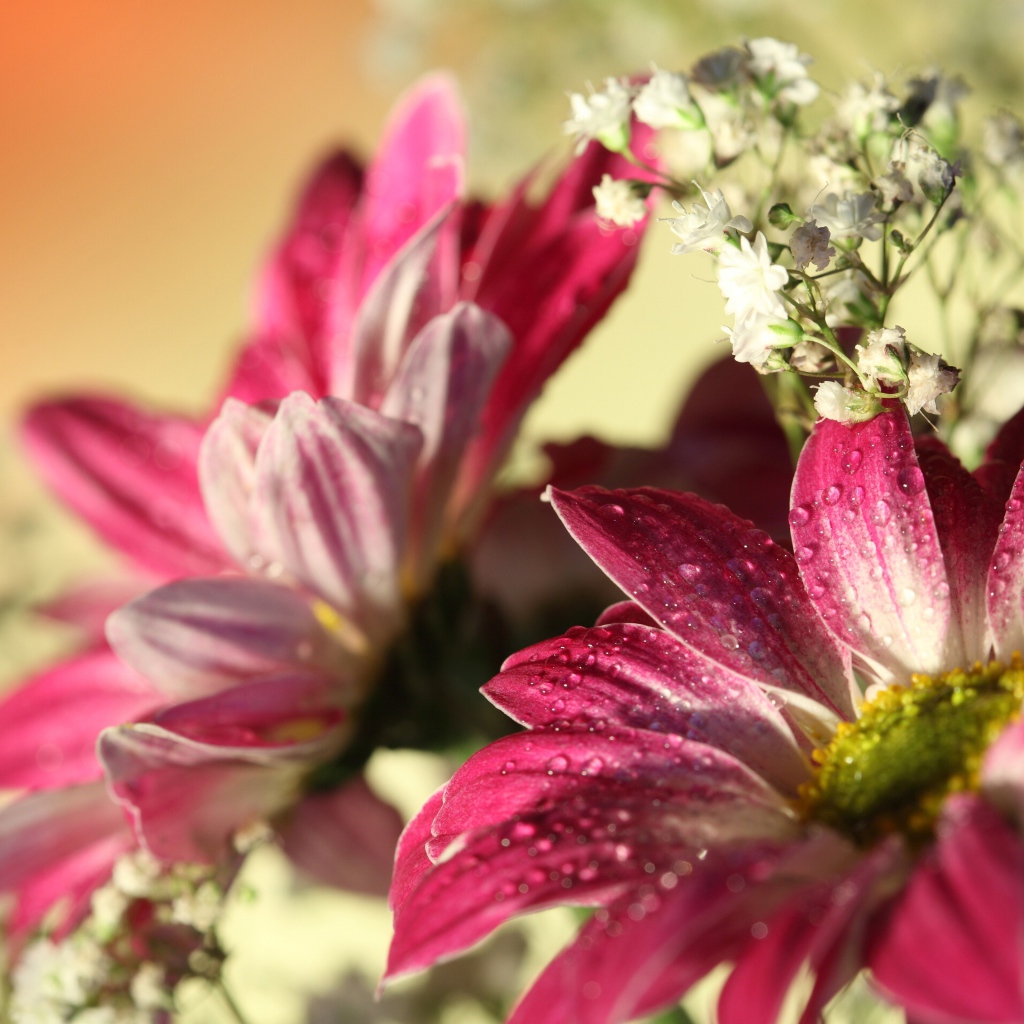 Розовые цветы хризантемы с белыми цветами