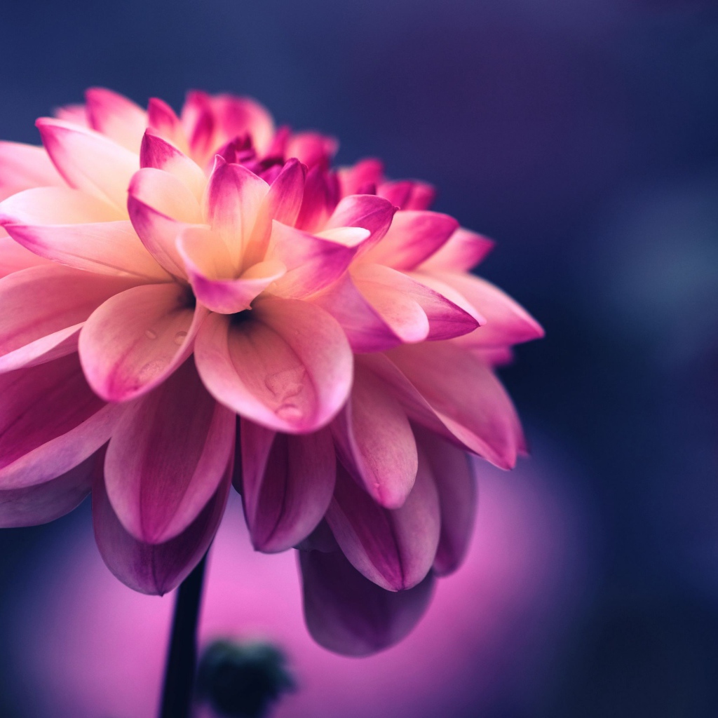 Розовый цветок георгина крупным планом