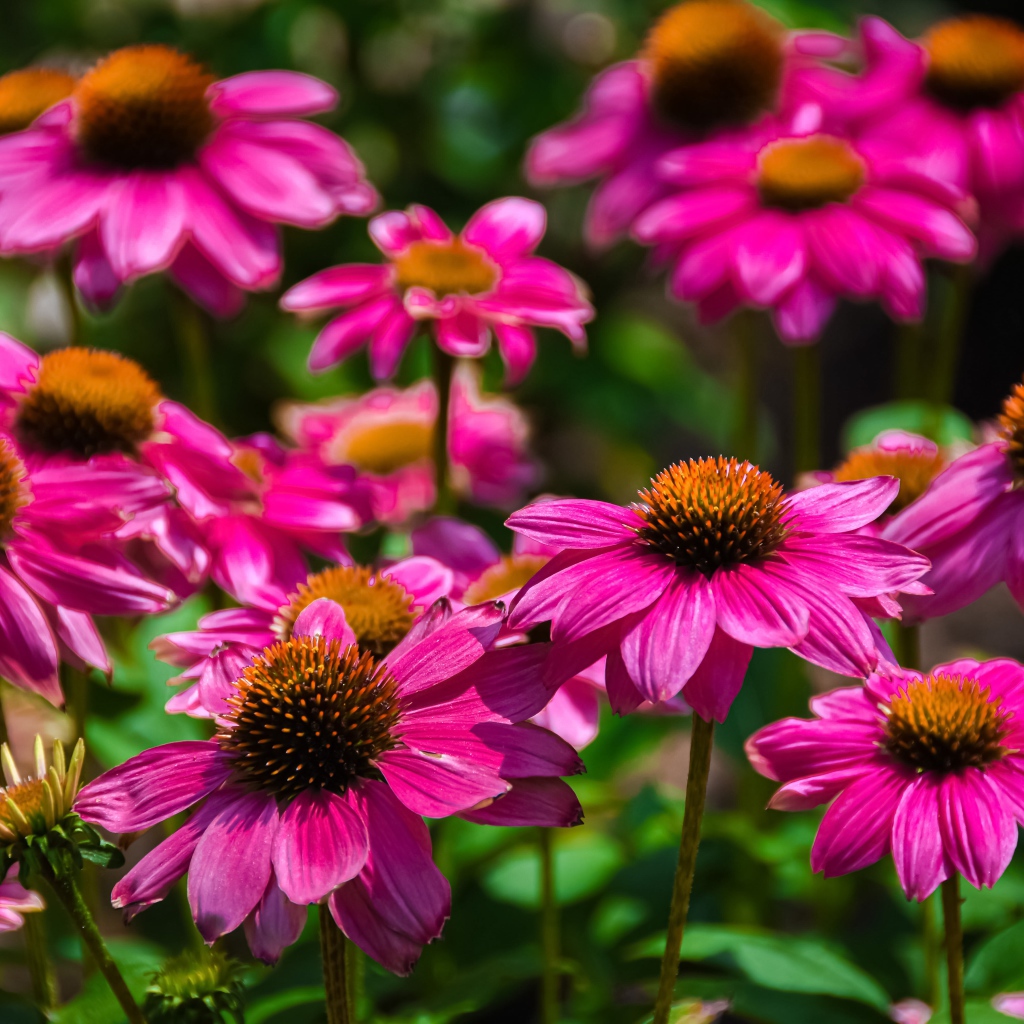 Розовые цветы эхинацеи крупным планом на клумбе 