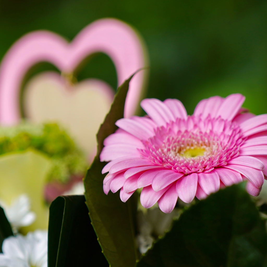 Розовый цветок герберы с зелеными листьями