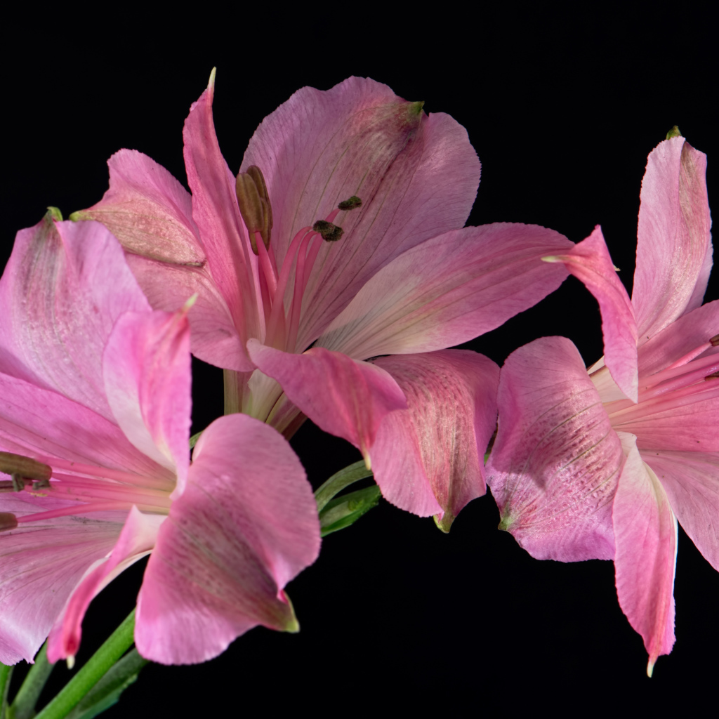 Розовые цветы альстромерия на черном фоне