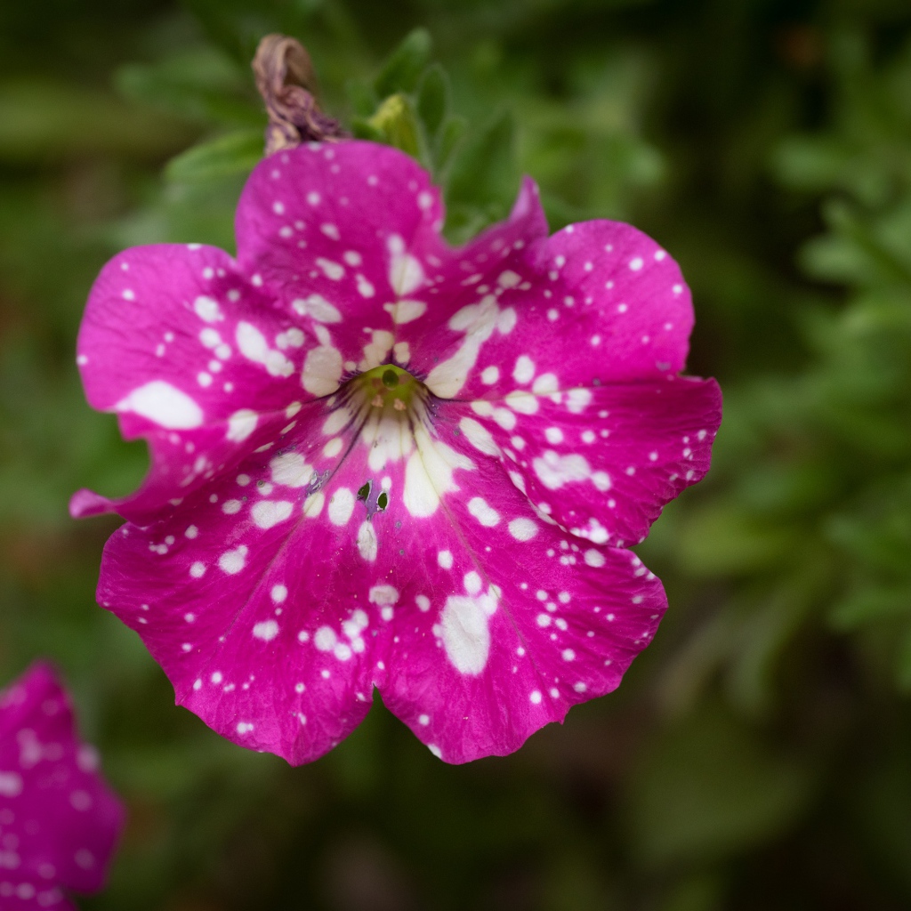 Розовый с белыми пятнами цветок садовой петунии 