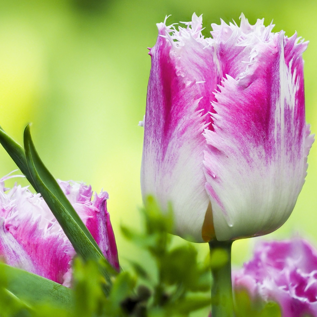 Розовый с белым тюльпан с волнистыми лепестками крупным планом