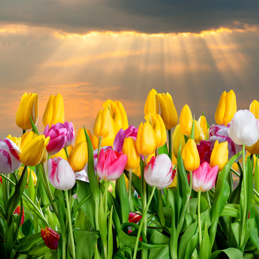 Розовые и желтые тюльпаны в лучах солнца 