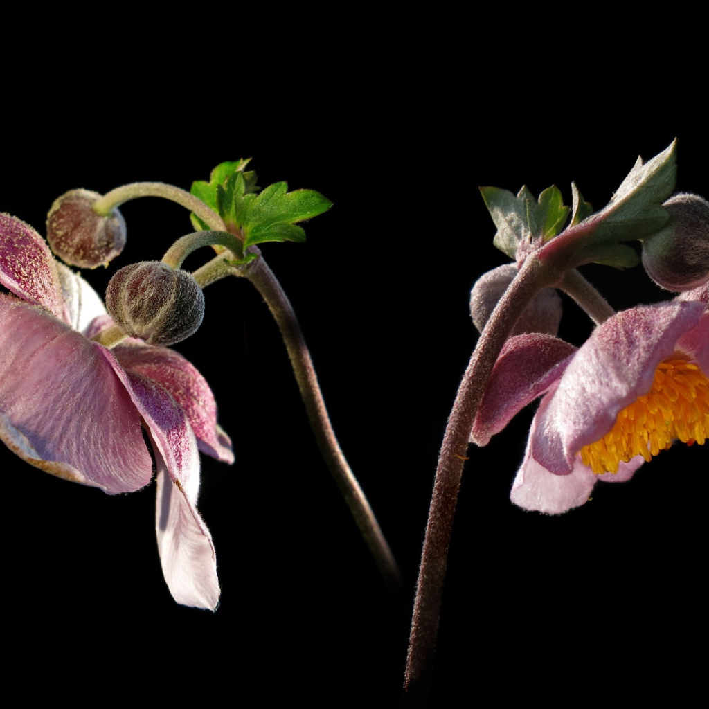 Розовые цветы анемоны с бутонами на черном фоне