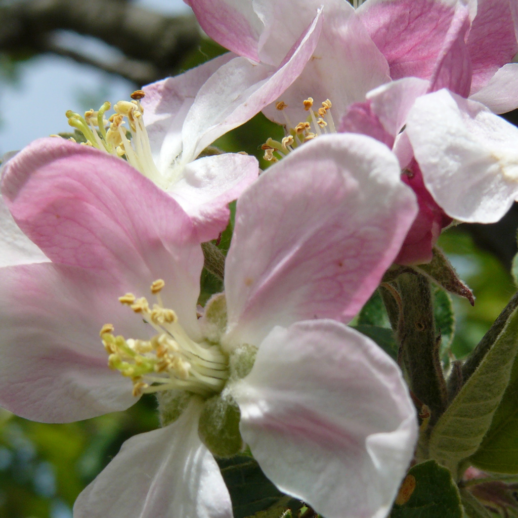 Розовые цветы яблони крупным планом