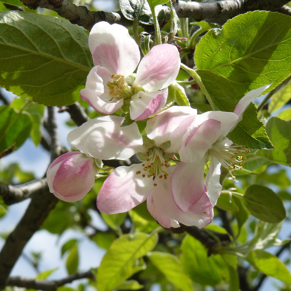 Розовые цветы яблони в зеленых листьях на дереве 