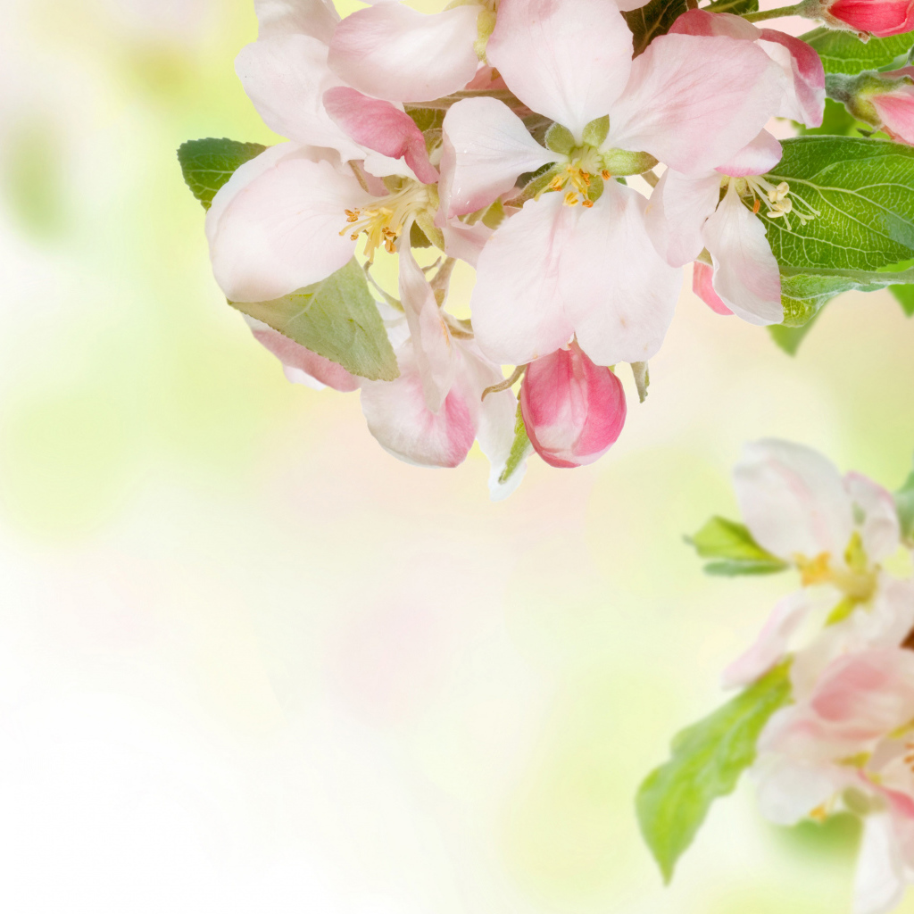 Розовые цветы яблони на ветках с зелеными листьями 