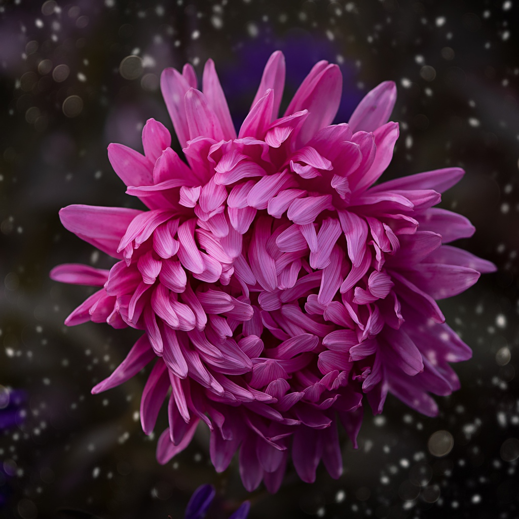 Розовый цветок астры крупным планом