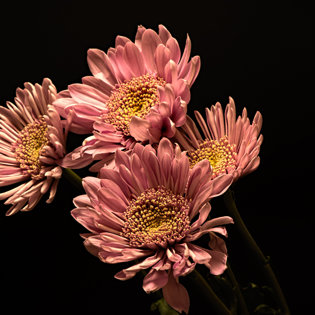 Розовые красивые хризантемы на черном фоне