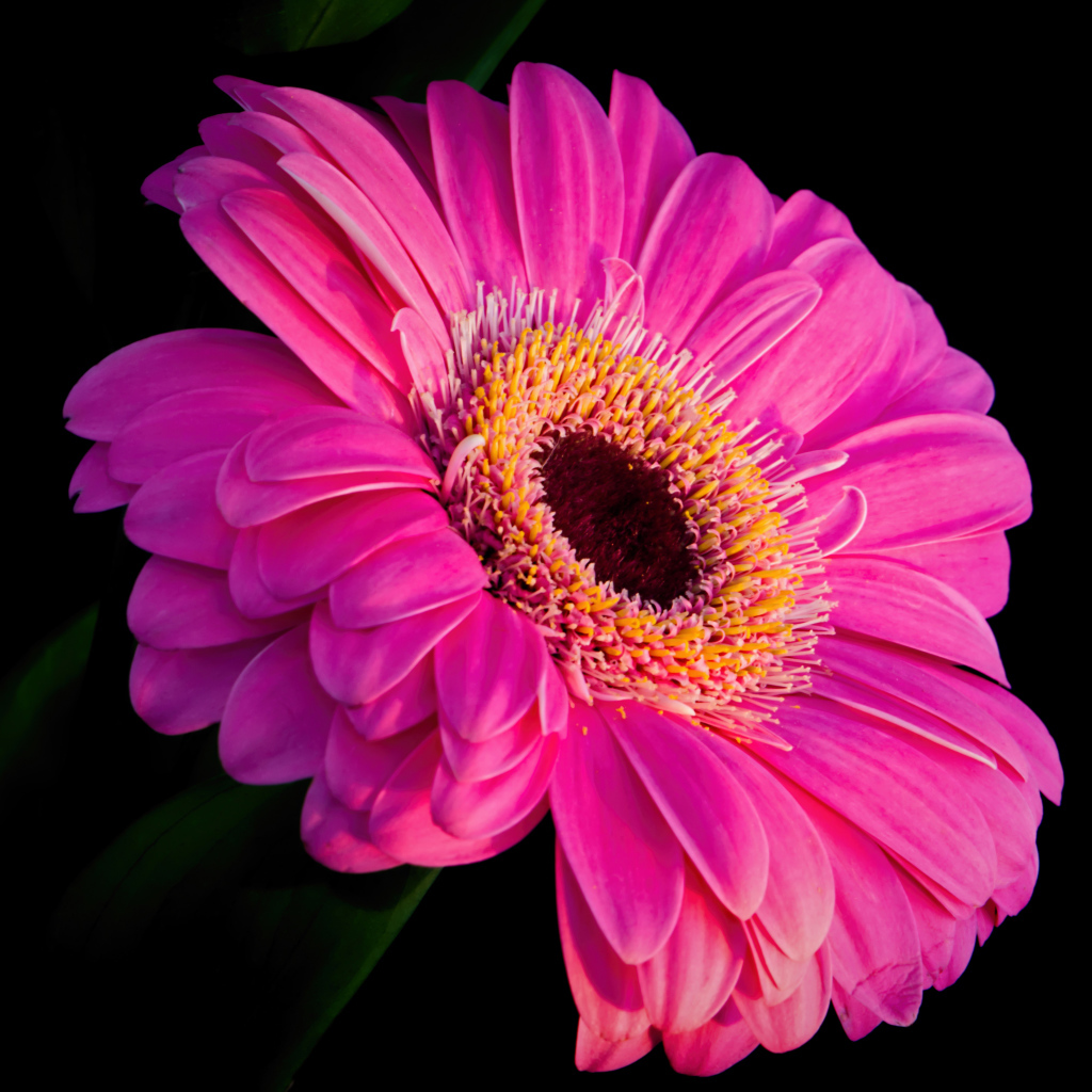 Розовый красивый цветок герберы на черном фоне