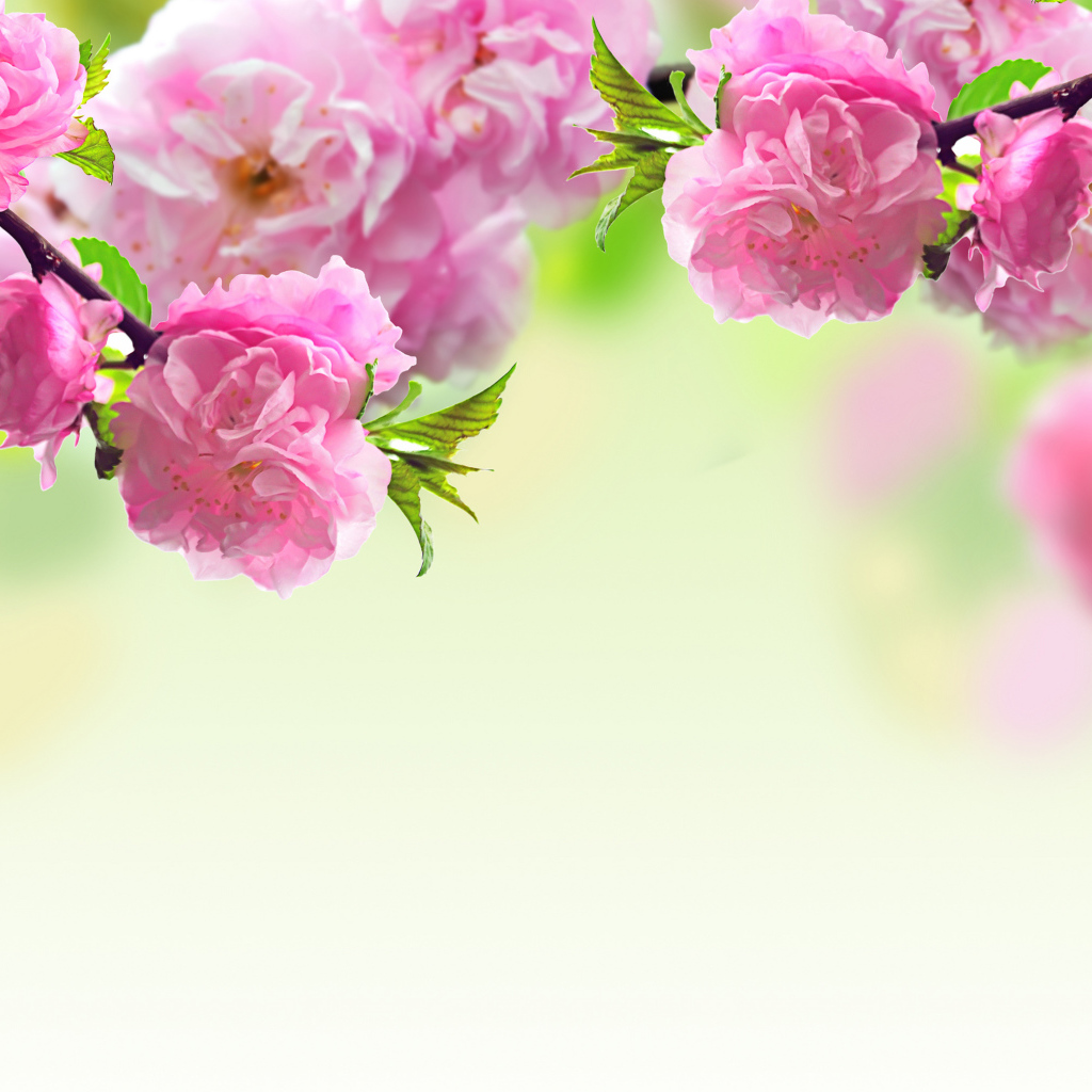 Pink beautiful louisania flowers closeup
