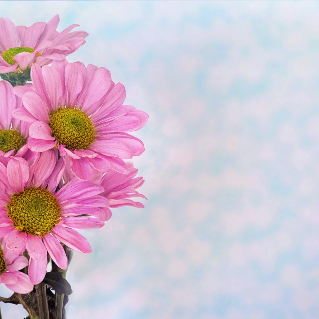 Розовые ромашковидные хризантемы на голубом фоне