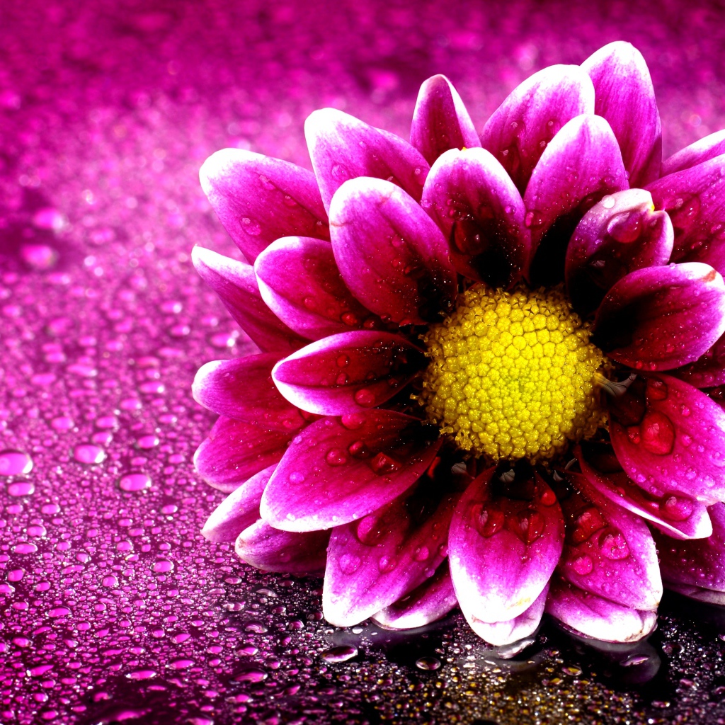 Розовый цветок хризантемы на розовом фоне