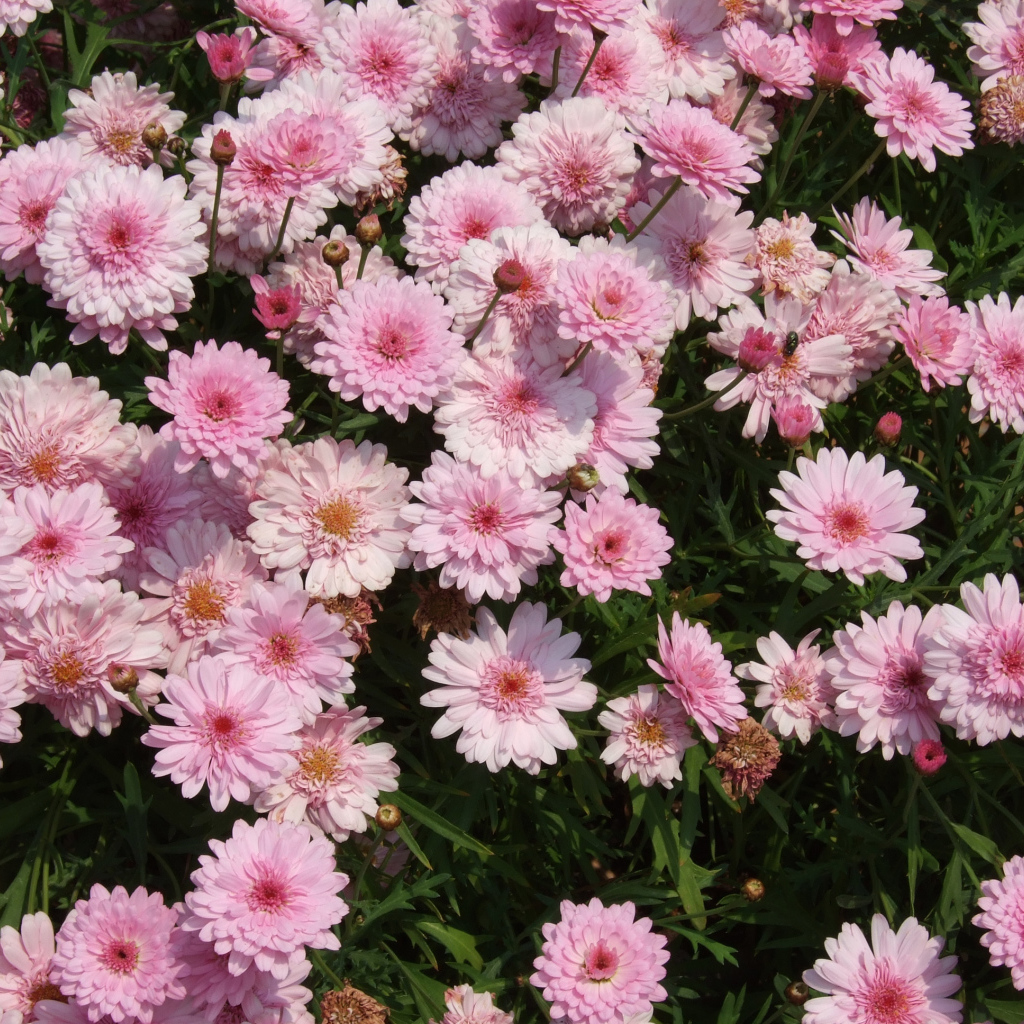 Розовые цветы хризантемы на клумбе крупным планом