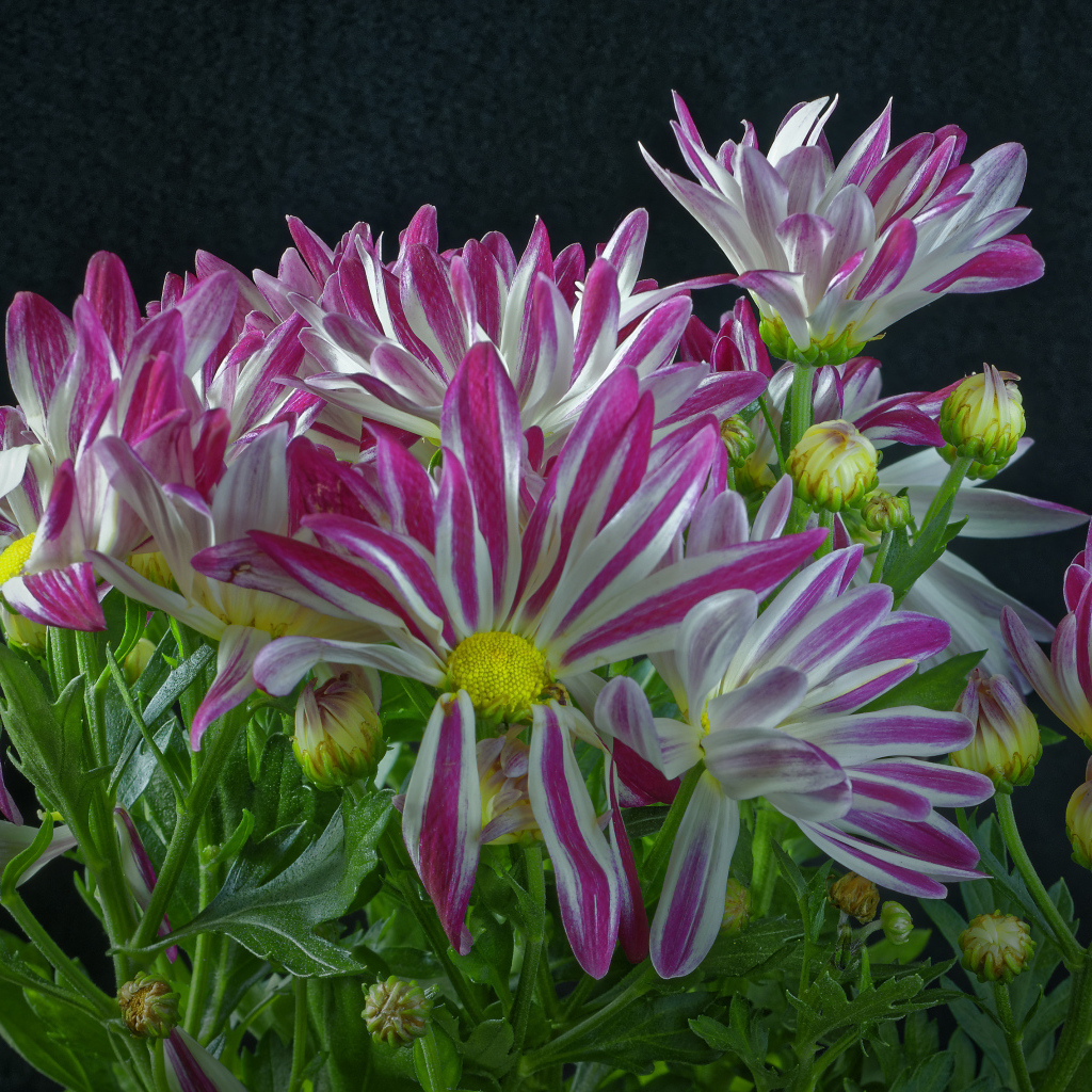 Розовые цветы хризантем с зелеными листьями на черном фоне