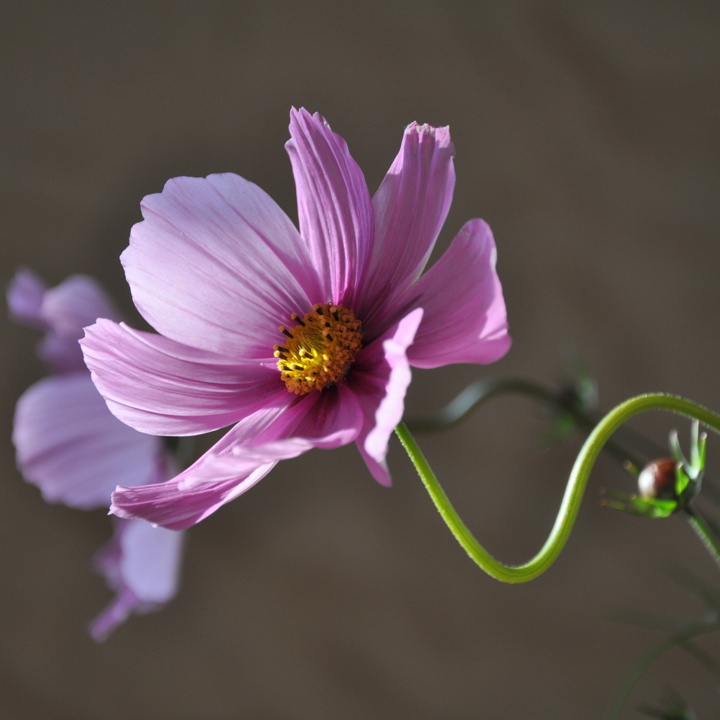 Розовый цветок космея в лучах солнца крупным планом