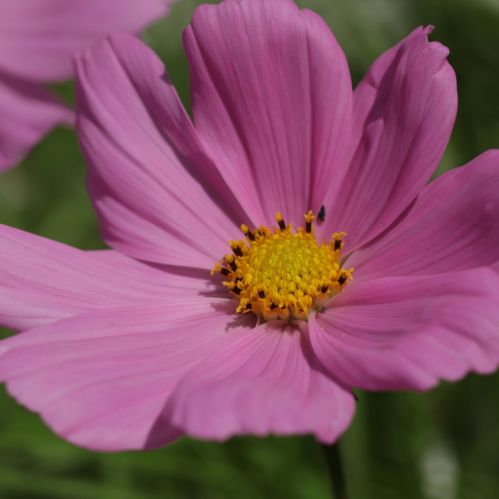 Розовый цветок космеи крупным планом