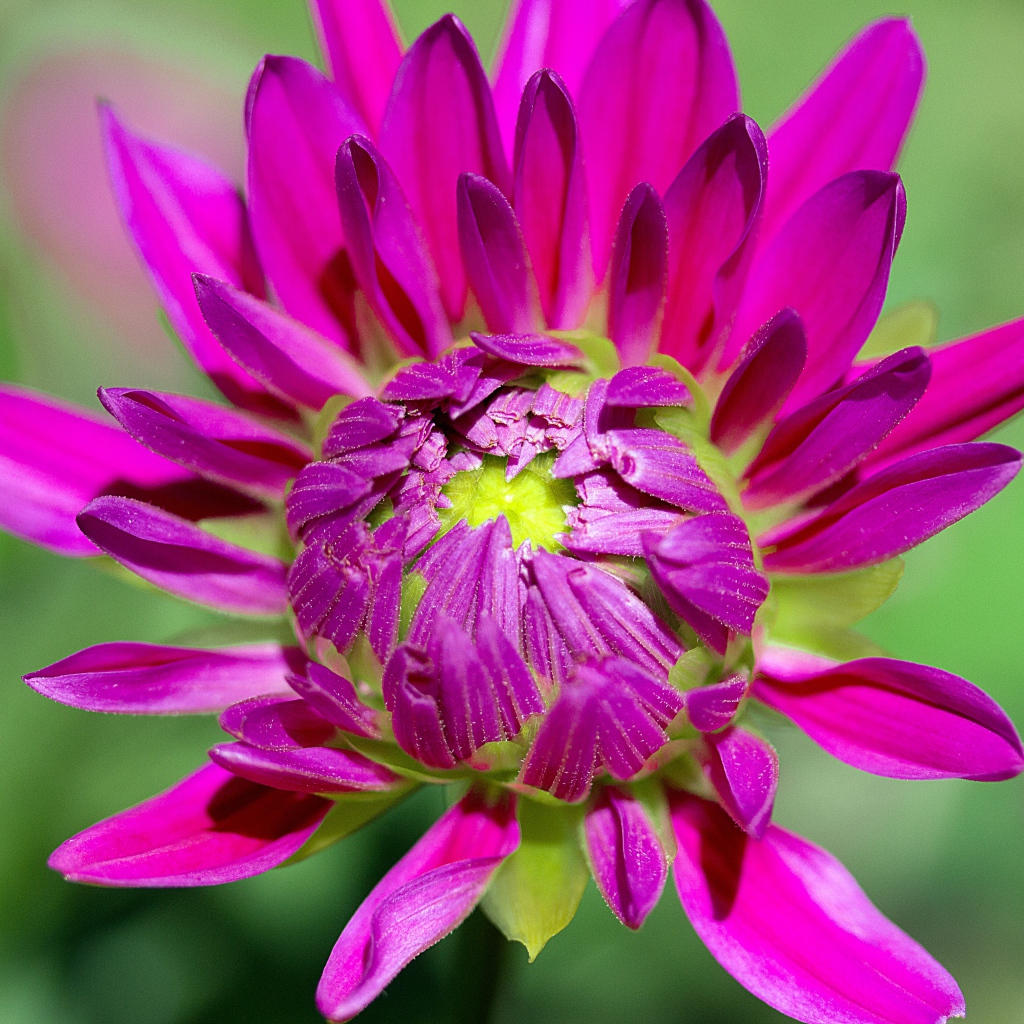 Розовый цветок георгины распускается 