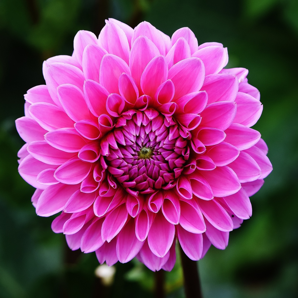 Розовый цветок георгины крупным планом