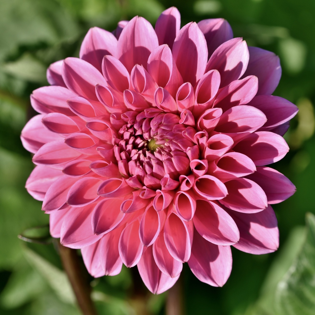 Розовый цветок георгины в лучах солнца на клумбе