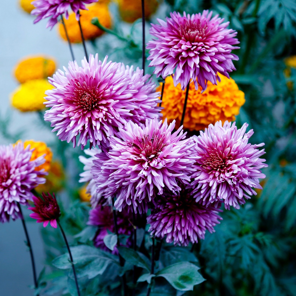 Розовые георгины с бархатцами на клумбе 